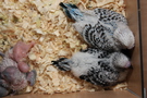 130917 --- R29, R30, R31, R32, R33 och R34